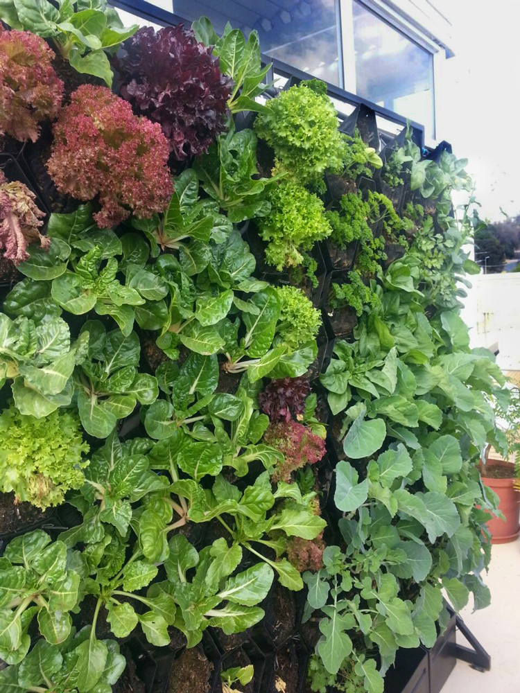 vertical vegetable garden